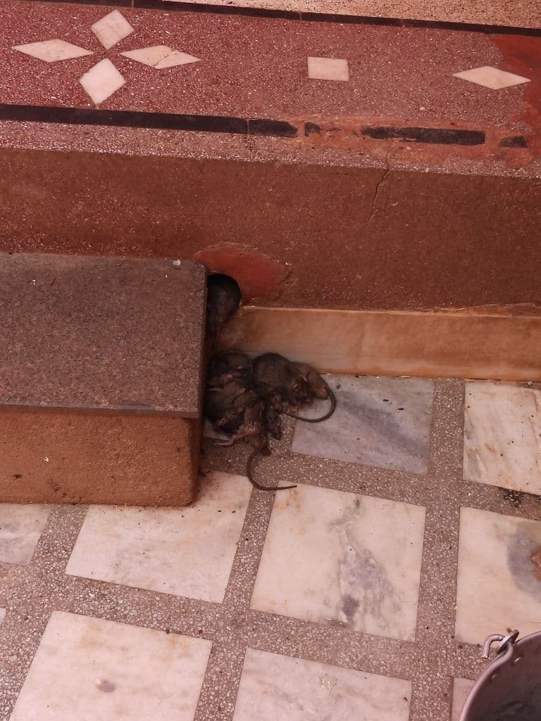 deshnak_karani_mata_mandir_4.jpg