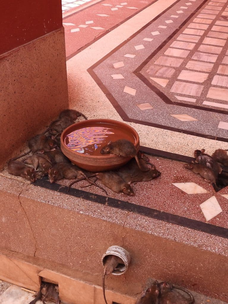 deshnak_karani_mata_mandir_5.jpg