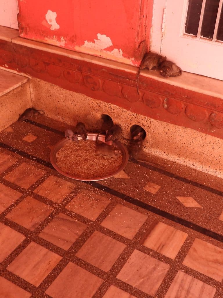 deshnak_karani_mata_mandir_6.jpg