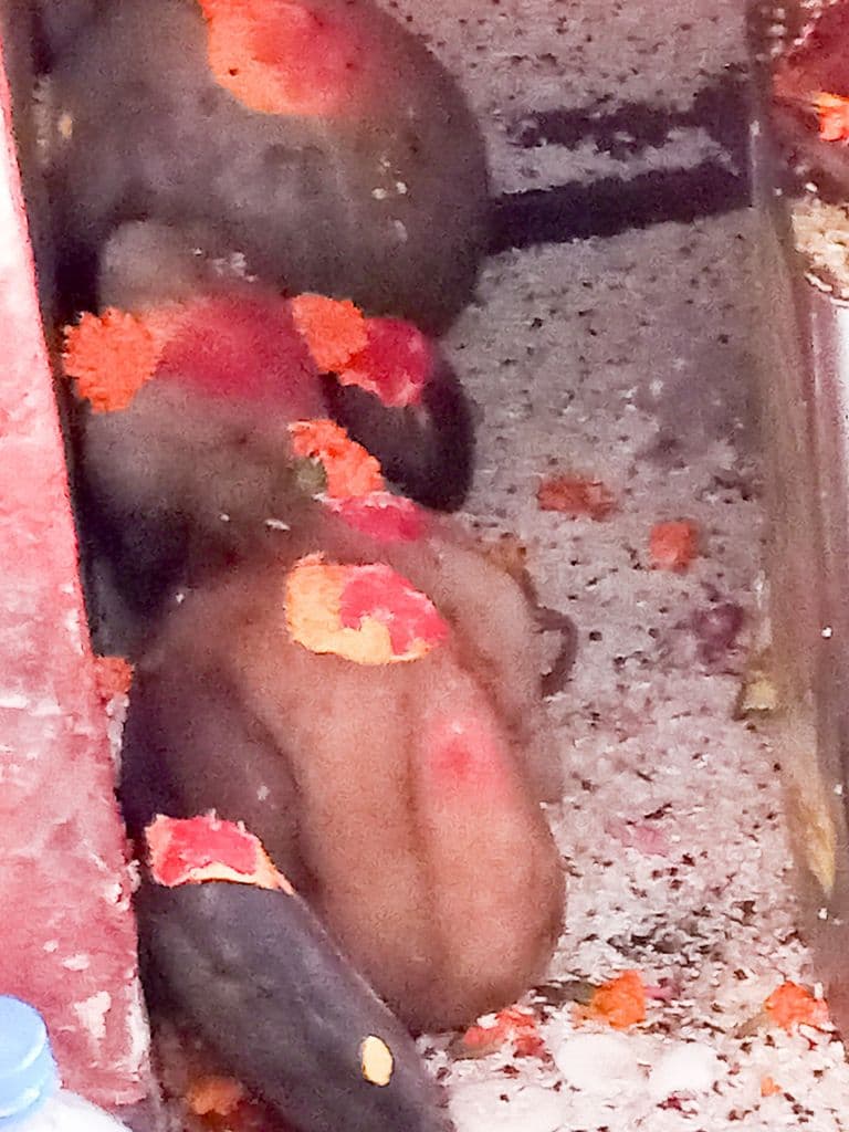 almora_chitai_golu_devta_mandir_5.jpg