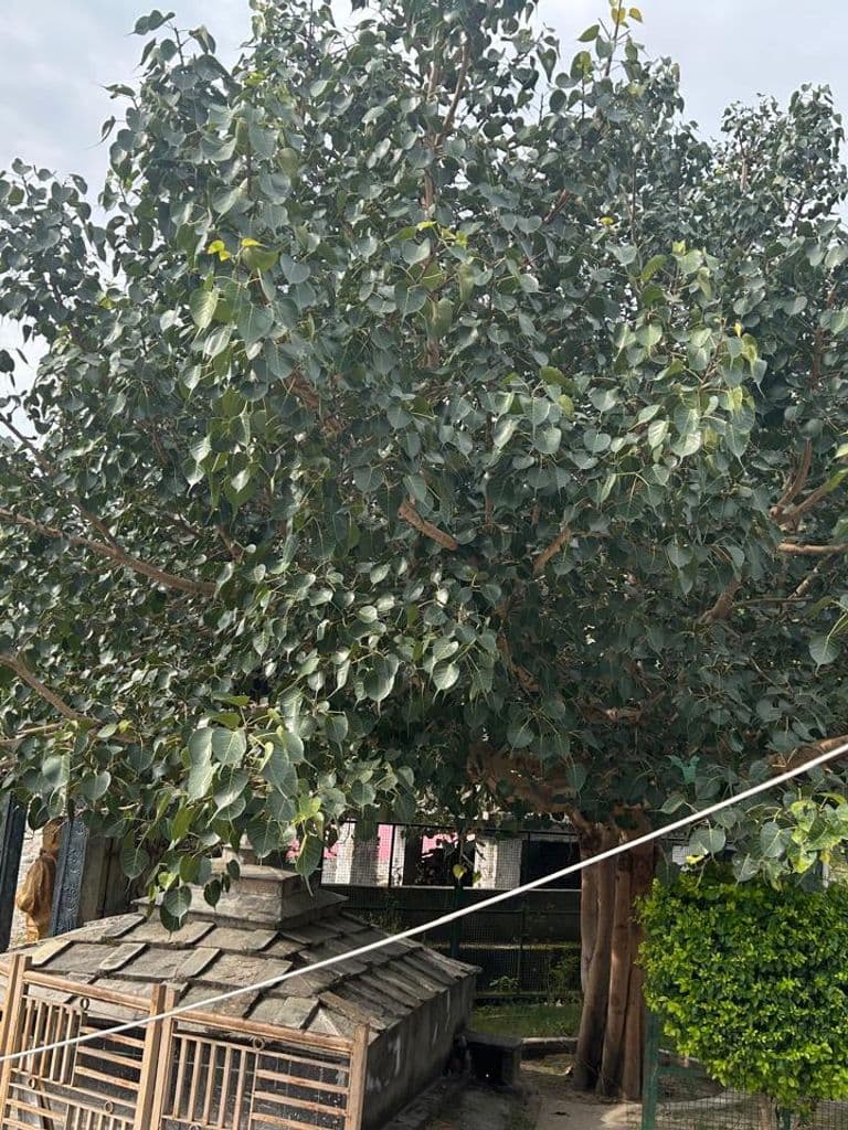 almora_kakdi_ghat_30.jpg