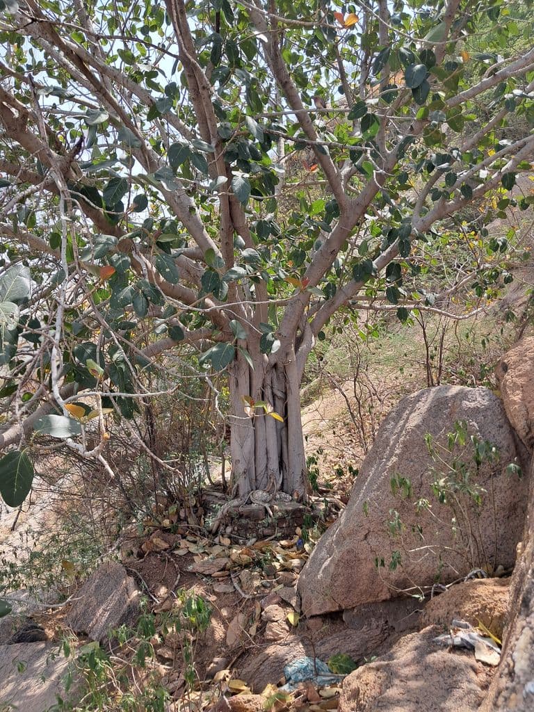 doshi_hill_chyavan_rishi_ashram_2.jpg