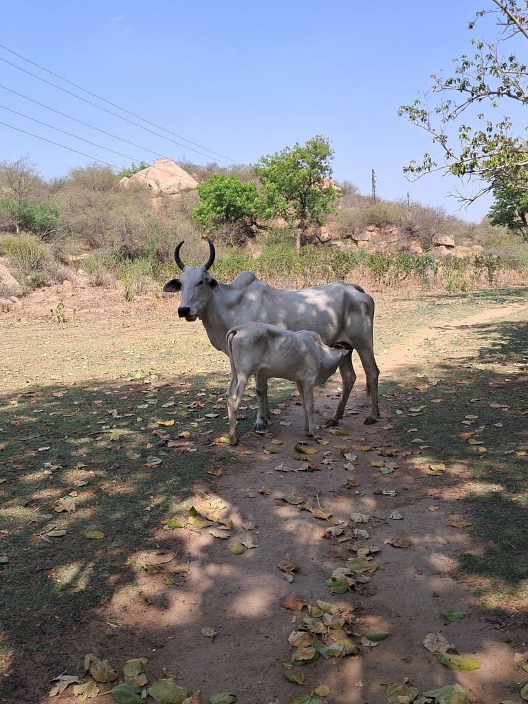 doshi_hill_chyavan_rishi_ashram_23.jpg