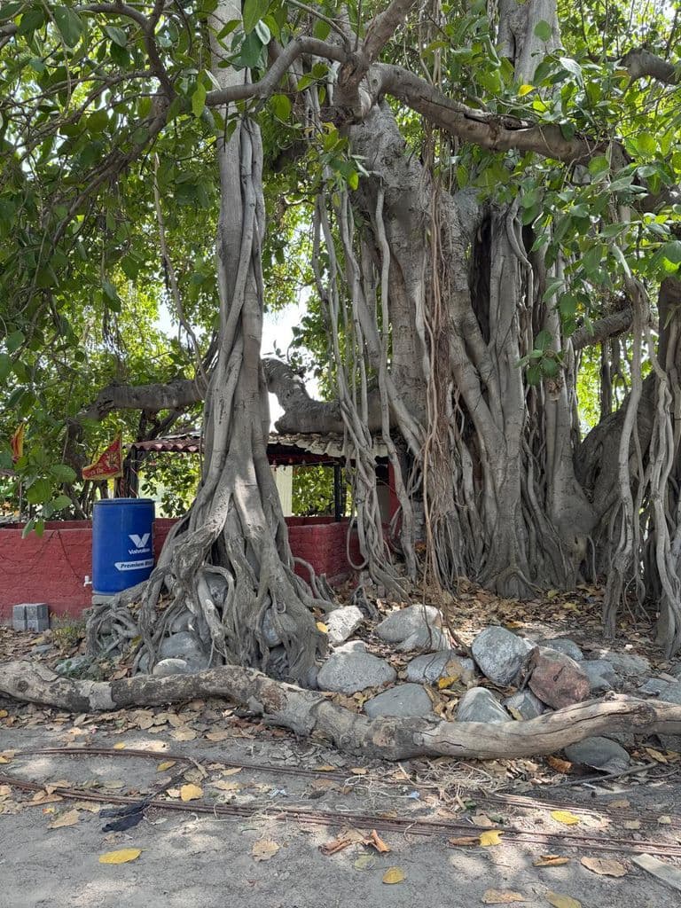 firozpur_anjaneya_temple_10.jpg