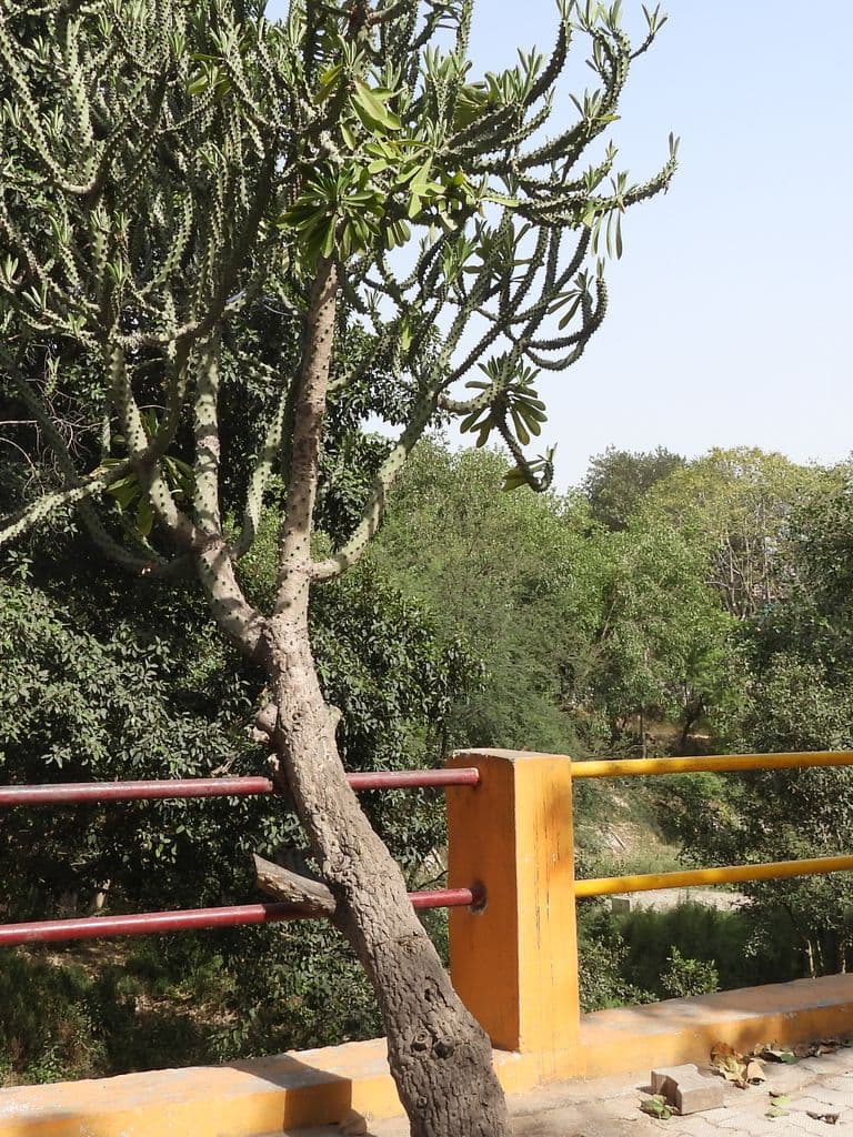 gurugram_bhisham_das_mandir_6.jpg