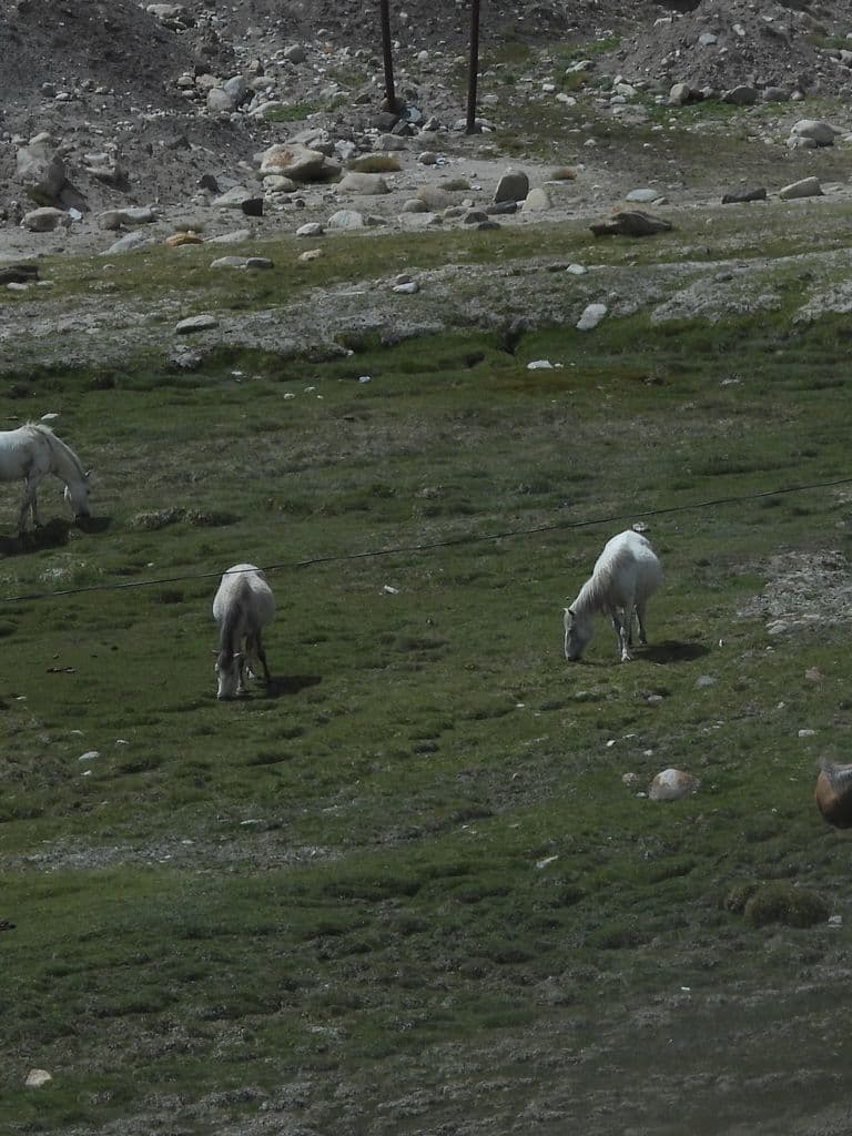 leh_alchi_monastery_2.jpg