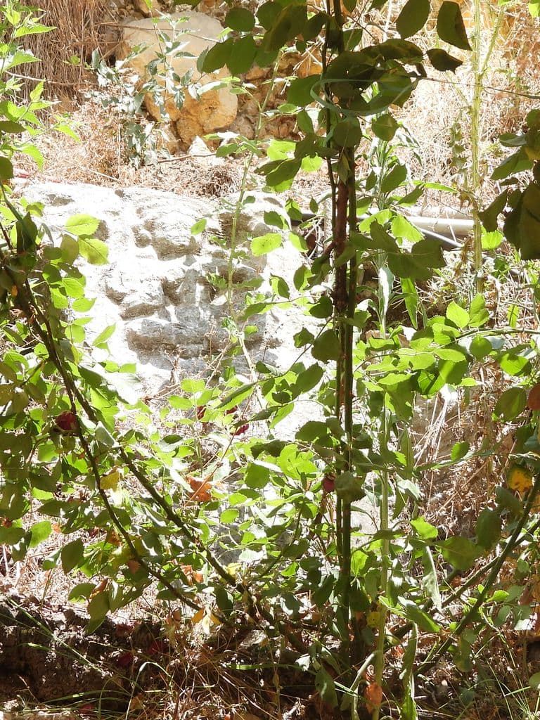mattan_surya_mandir_martand_8.jpg