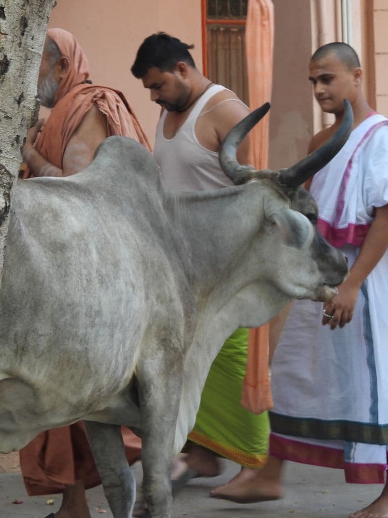 siddhpur_neelkanth_mahadev_6.jpg