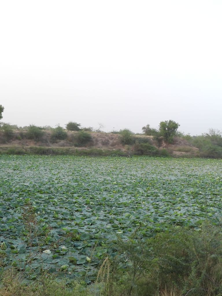 vadnagar_saptarshi_temple_aaro_5.jpg