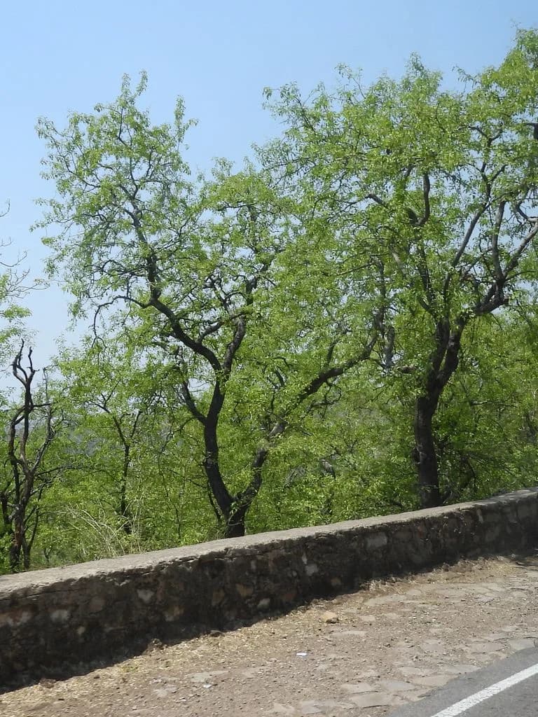 Ghateshwar Mandir - Baroli